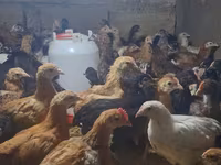 Chickens — foto 1