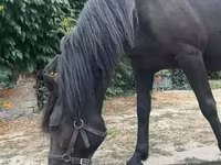 Jument, Hucul pony — photo 4