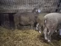 Beran, Ile-de-France sheep — foto 1