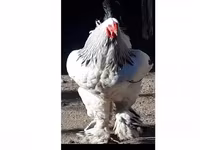 Brahma — foto 1