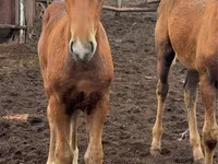 Jument, Thoroughbred horse — photo 7