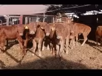 ثور, بقرة ليموزين — الصورة 2