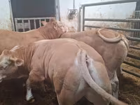 Bulle, Blonde d’Aquitane cattle — Foto 5