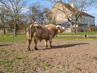 Toro, Charolais cattle — foto 2
