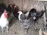 gallina danesa — foto 3