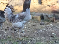 Ameraucana — Foto 2