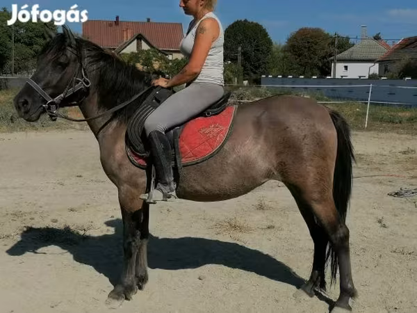 Stute, Polish pony