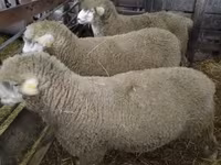 Beran, Ile-de-France sheep — foto 2