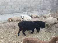 母羊, Tian-Shan semifinewool sheep — 照片 5