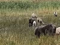 Овца, Романовская овца — фото 1