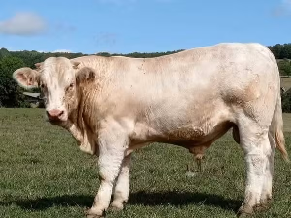 Taureau, Race de vache