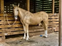 Caballo, Quarter Horse — foto 3