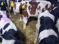Taureau, Simmental cattle — photo 1