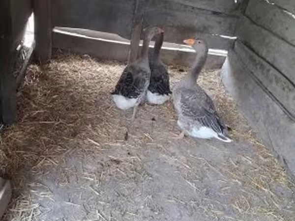 Geese
