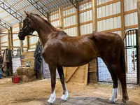 Jument, Dutch warmblood horse — photo 5
