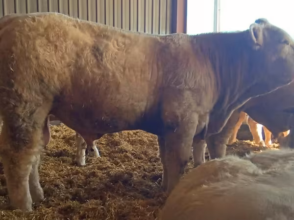 Taureau, Charolais cattle — France