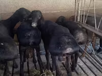 Carnero, Bardhoka sheep — foto 2