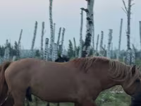 公马, Kushum Horse — 照片 2
