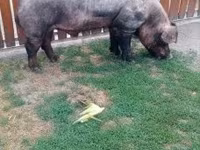 Boar, Дюрок — photo 3