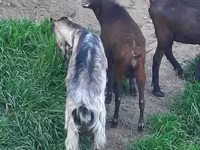 母山羊, Irish goat — 照片 4