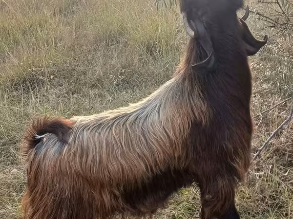 Cabra, Cabras