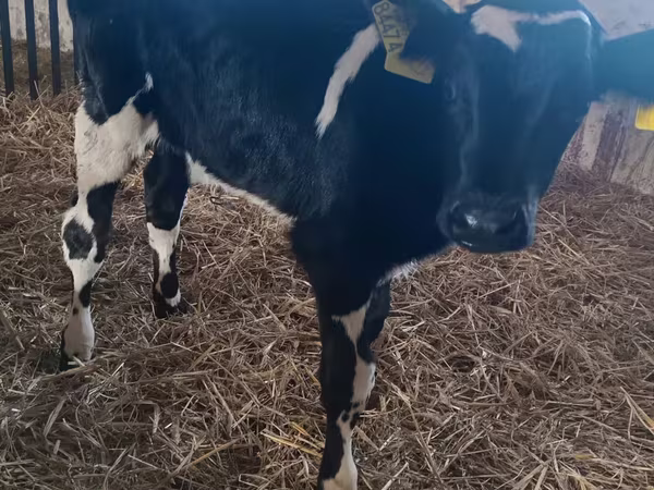 Toro, Russian Black pied cattle