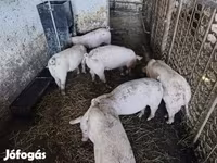 خنزير ذكر, Топигс Норсвин — الصورة 3