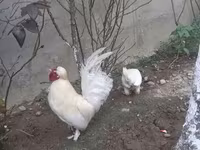 ياباني بانتام — الصورة 3