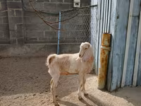 母山羊, Kamori goats — 照片 5