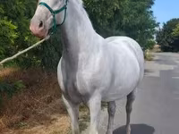 Mare, Lipizzaner — photo 6