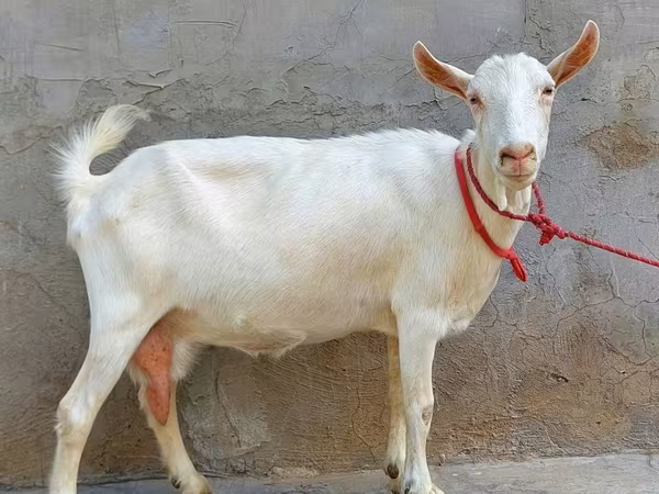 बकरी, Saanen goat