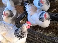 Chickens — 写真 4