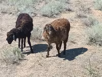 كبش, Edilbay sheep — الصورة 1