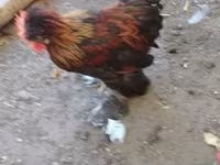 Chickens — foto 3