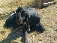 تيس, Kamori goats — الصورة 2