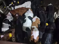 公牛, Simmental cattle — 照片 6