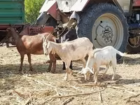Коза, Nubian Goat — фото 4