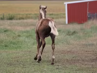 Cheval, Black Sea breed — photo 2