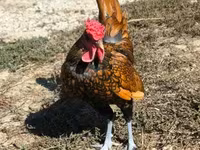 Sebright — Foto 3