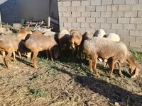 भेड़, Hissar sheep — फ़ोटो 3