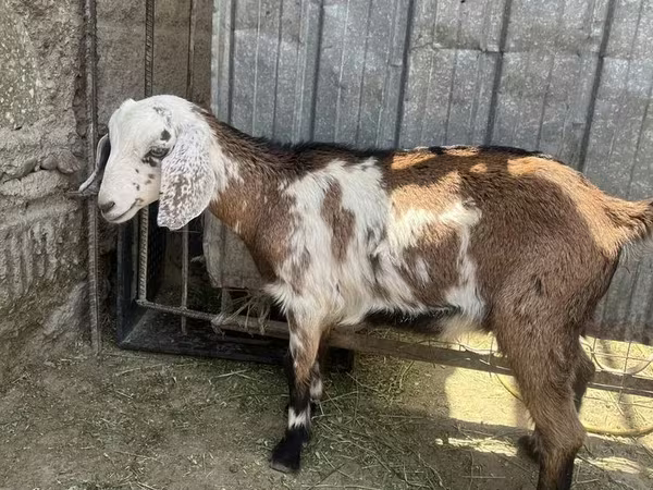 Koza, Nubian Goat