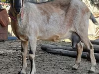 Cabra, Alpine goat — foto 1