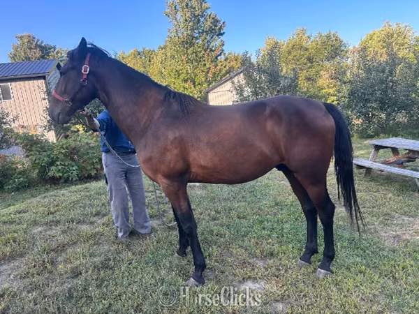 Cheval, Standardbred