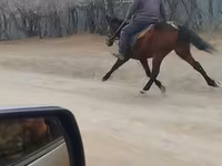公马, Horses — 照片 3