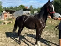 Jument, Dutch warmblood horse — photo 1
