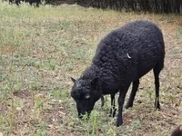 Schaf, Ouessant sheep — Foto 3