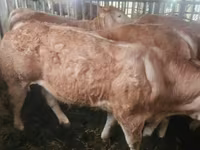 牛只（批次，未指定性别）, Charolais cattle — 照片 4
