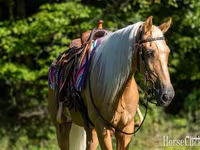 Cheval, Palomino — photo 5