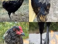 Araucana — Foto 1