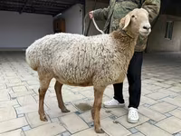 Brebis, Arashan sheep — photo 5